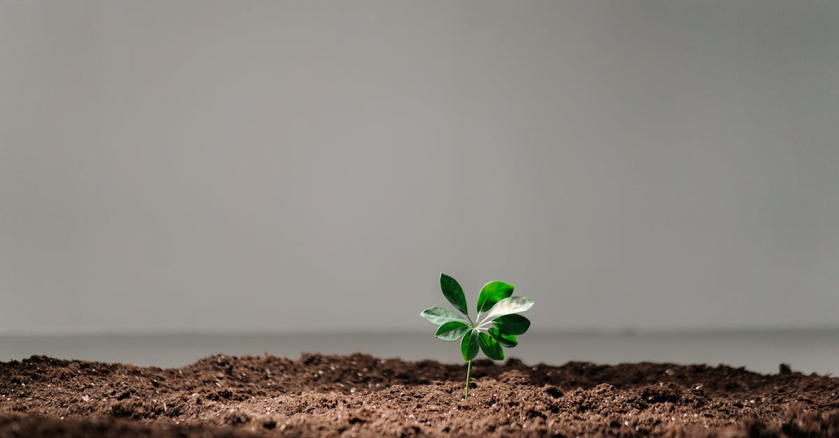 découvrez l'importance des produits biodégradables pour un avenir durable. apprenez comment ces solutions respectueuses de l'environnement contribuent à réduire les déchets et à protéger notre planète.