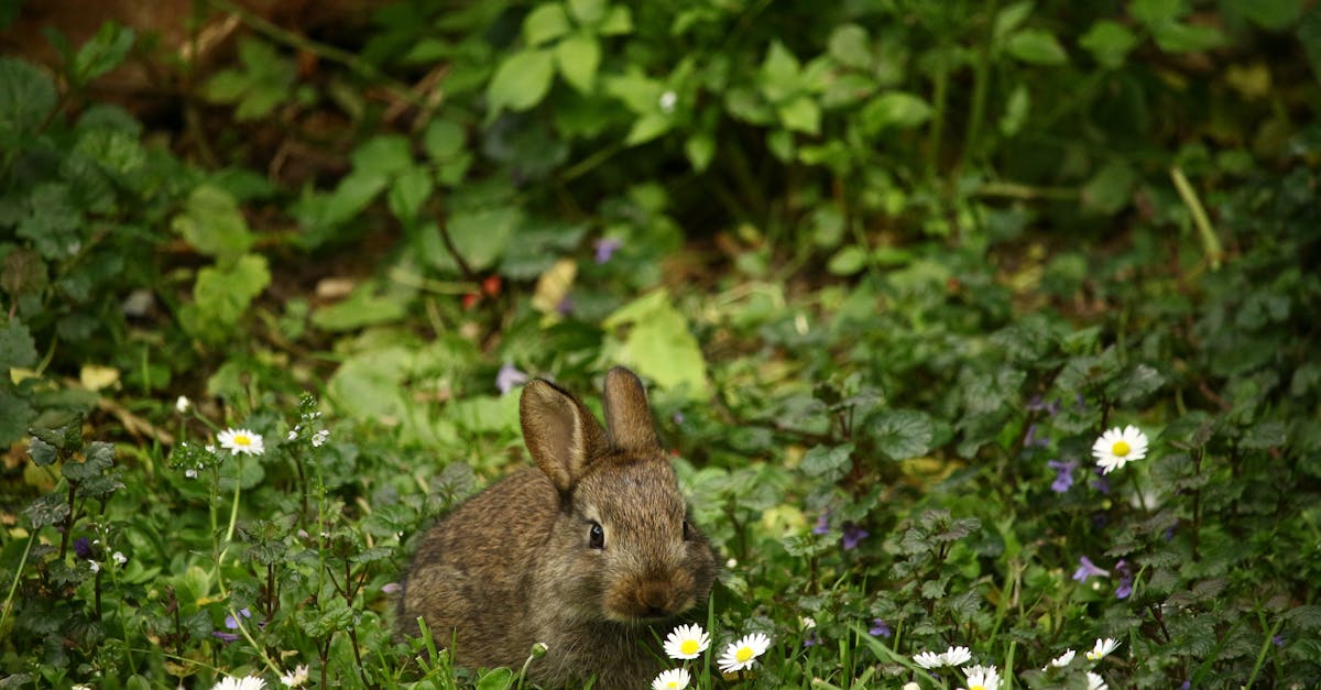 découvrez l'univers fascinant des lapins : leur habitat, leurs comportements et conseils pour en prendre soin. apprenez tout sur ces animaux doux et sociables qui font le bonheur des familles.