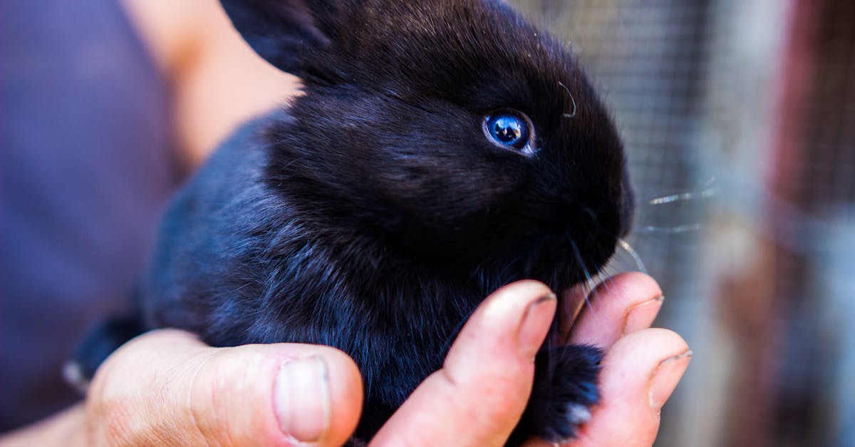 découvrez le fascinant monde des lapins, de leur habitat à leur comportement, en passant par les différentes espèces et leurs soins. un guide complet pour les amoureux des animaux et les futurs propriétaires de lapins.