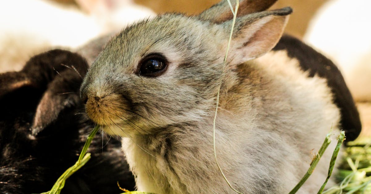 découvrez le monde fascinant des lapins, des animaux doux et sociables, parfaits comme compagnons de vie. apprenez tout sur leur habitat, leur alimentation et les soins à leur apporter pour assurer leur bien-être.