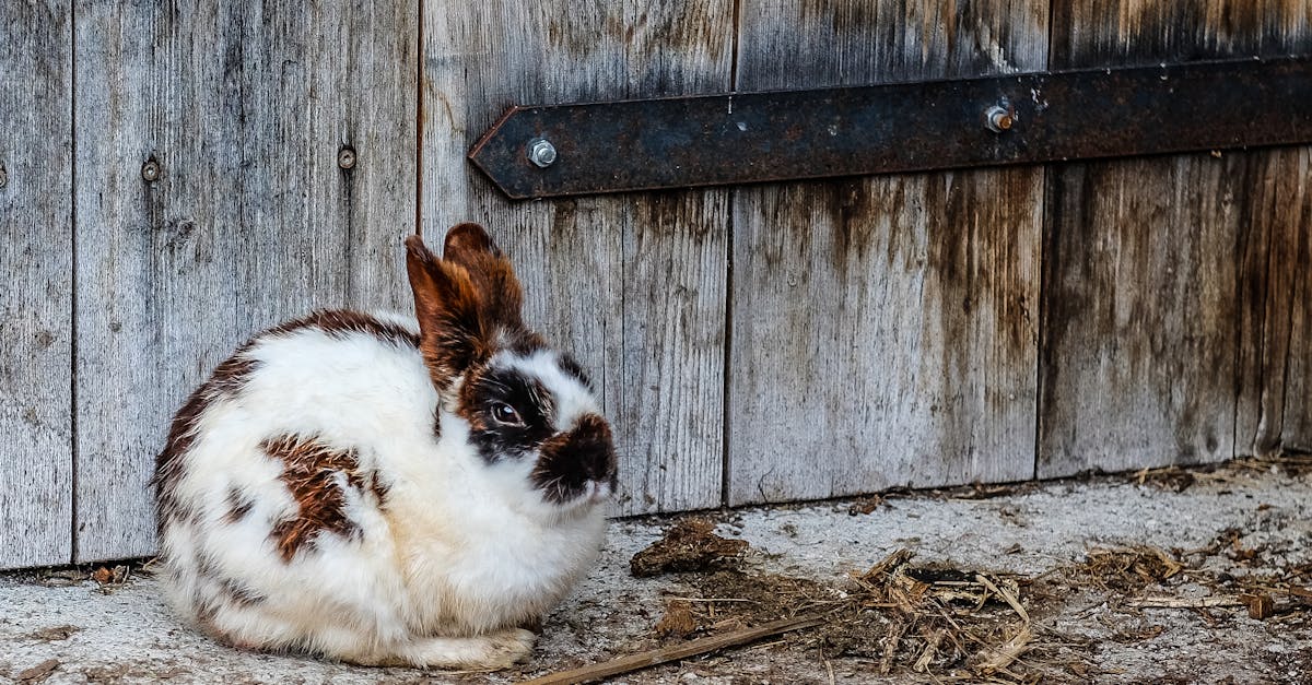 découvrez l'univers fascinant des lapins : leur habitat, leurs comportements et comment les élever. plongez dans le monde adorable de ces animaux de compagnie populaires et apprenez tout sur leur soin et leur bien-être.