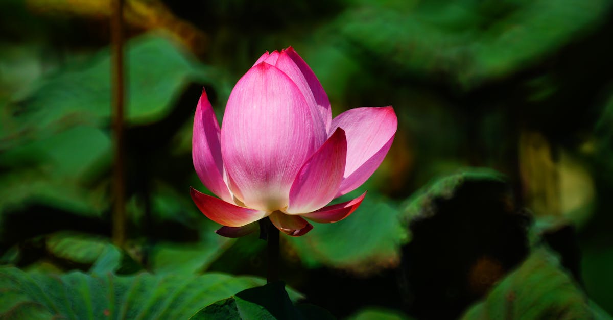 découvrez notre sélection de vibromasseurs silencieux, conçus pour des moments d'intimité discrets et sensoriels. parfaits pour explorer le plaisir en toute confidentialité, ces jouets offrent des sensations intenses tout en respectant votre espace. plongez dans une expérience inoubliable sans aucun bruit.