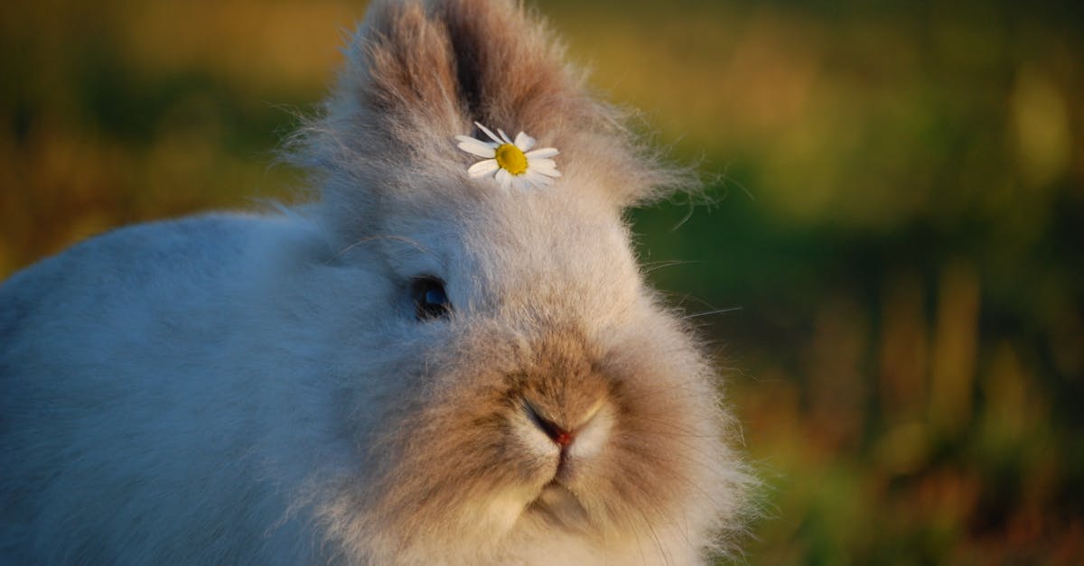 découvrez tout sur le lapin : ses caractéristiques, son habitat, ses besoins et conseils pour en prendre soin. informations essentielles sur cet animal mignon et populaire.