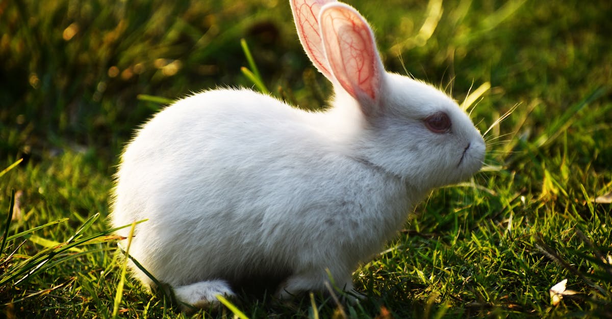 découvrez tout sur le lapin : ses caractéristiques, son habitat, ses habitudes alimentaires et les conseils pour en prendre soin comme animal de compagnie.
