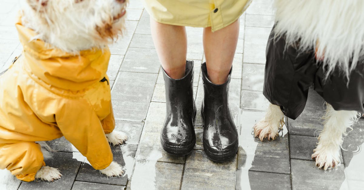 découvrez tout sur le waterproof : astuces, conseils et produits pour une protection optimale contre l’eau. informations essentielles pour rester au sec en toute circonstance.